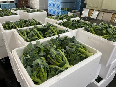出荷前のブロッコリー