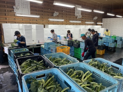 選別している様子