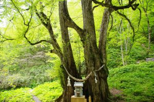 「連理の木　縁桂」