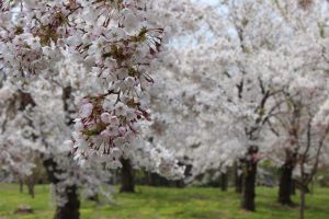 桜