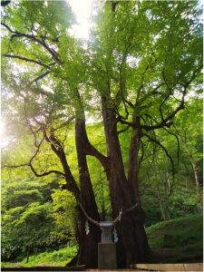 「連理の木　縁桂」